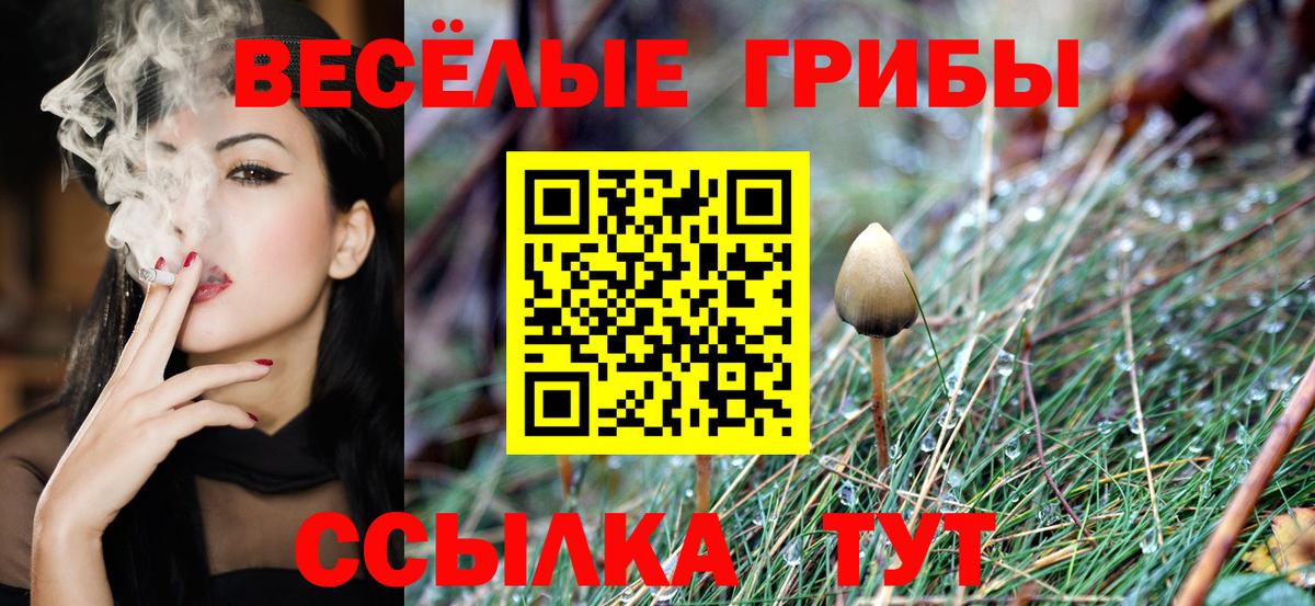 Галлюциногенные грибы Psilocybe Артём